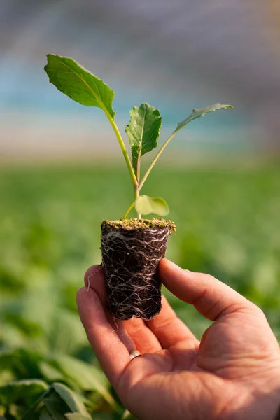 Mãos humanas segurando planta jovem com solo sobre fundo natureza turva. Ecologia Dia Mundial do Meio Ambiente RSE Mudas Go Green Eco Friendly — Fotografia de Stock