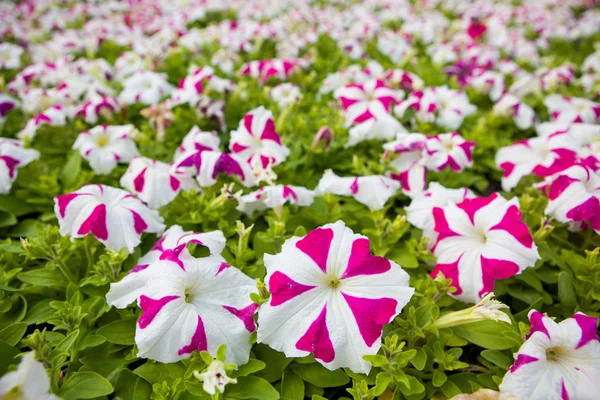 Image full of colourful petunia hybrida flowers — Stock Photo, Image