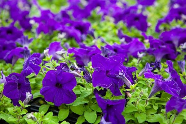 Imagen llena de coloridas flores de petunia petunia hybrida —  Fotos de Stock