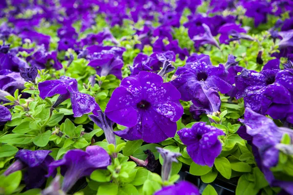 Beeld vol met kleurrijke petunia hybrida bloemen — Stockfoto