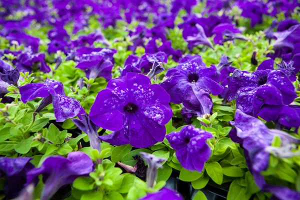 Bild full av färgglada petunia hybrida blommor — Stockfoto