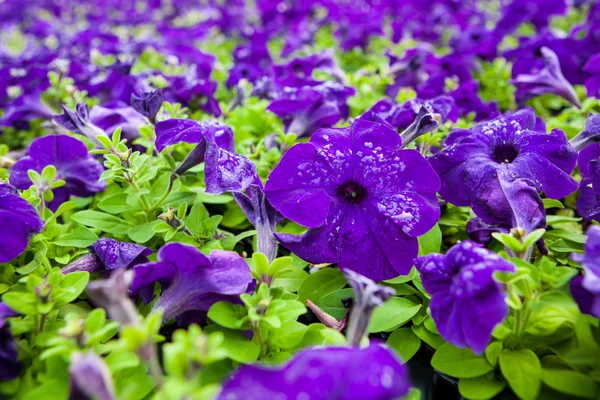 Beeld vol met kleurrijke petunia hybrida bloemen — Stockfoto