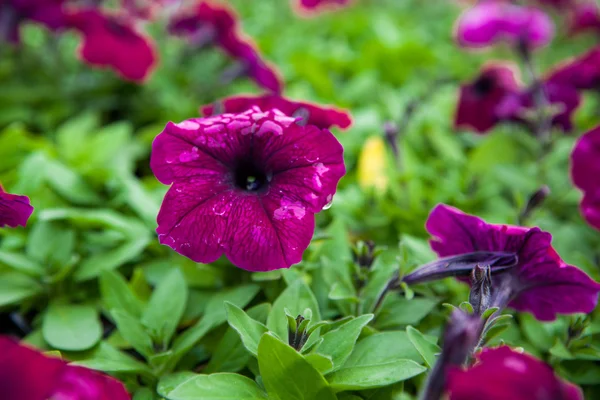 Kép színes petunia hybrida virágokkal teli. — Stock Fotó