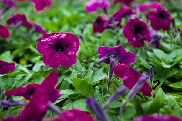 Kép színes petunia hybrida virágokkal teli. — Stock Fotó