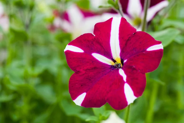 Kép színes petunia hybrida virágokkal teli — Stock Fotó