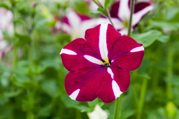 Kép színes petunia hybrida virágokkal teli — Stock Fotó