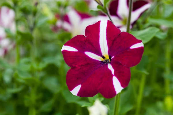 Image pleine de pétunia coloré Petunia hybrida fleurs — Photo