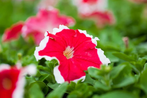 Kép színes petunia hybrida virágokkal teli — Stock Fotó