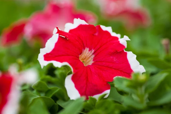Obraz pełen kwiatów petunii kolorowe — Zdjęcie stockowe