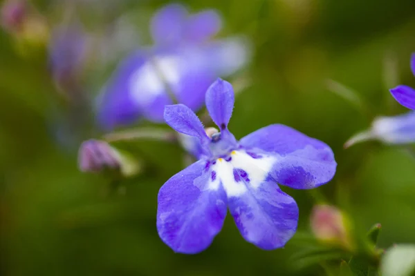 Många blå blommor som en bakgrund lobelia — Stockfoto