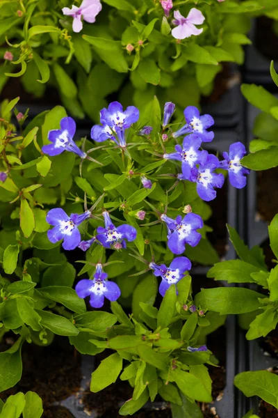 Veel blauwe bloemen als een achtergrond lobelia — Stockfoto