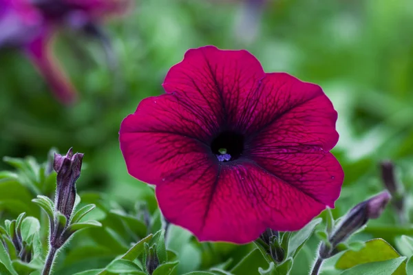 Beautiful Petunia  flower close-up on a background of green foliage — Stock Photo, Image