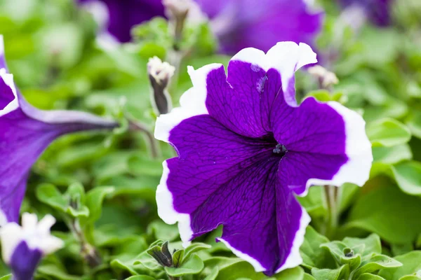 Hermosa flor de Petunia primer plano sobre un fondo de follaje verde —  Fotos de Stock