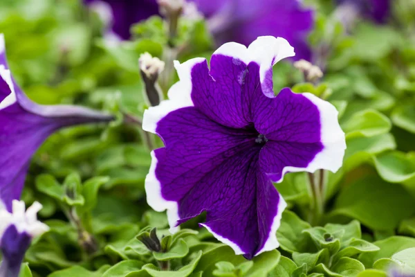 Mooie Petunia bloem close-up op een achtergrond van groen gebladerte — Stockfoto