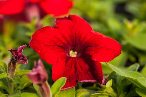 Piękne Petunia kwiat zbliżenie na tle zielonych liści — Zdjęcie stockowe