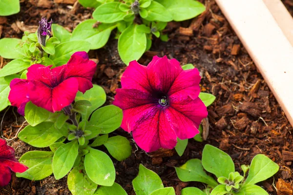 Mooie Petunia bloem close-up op een achtergrond van groen gebladerte — Stockfoto