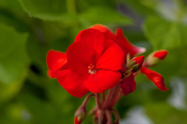 Satu bunga warna merah pada latar belakang alam hijau . — Stok Foto