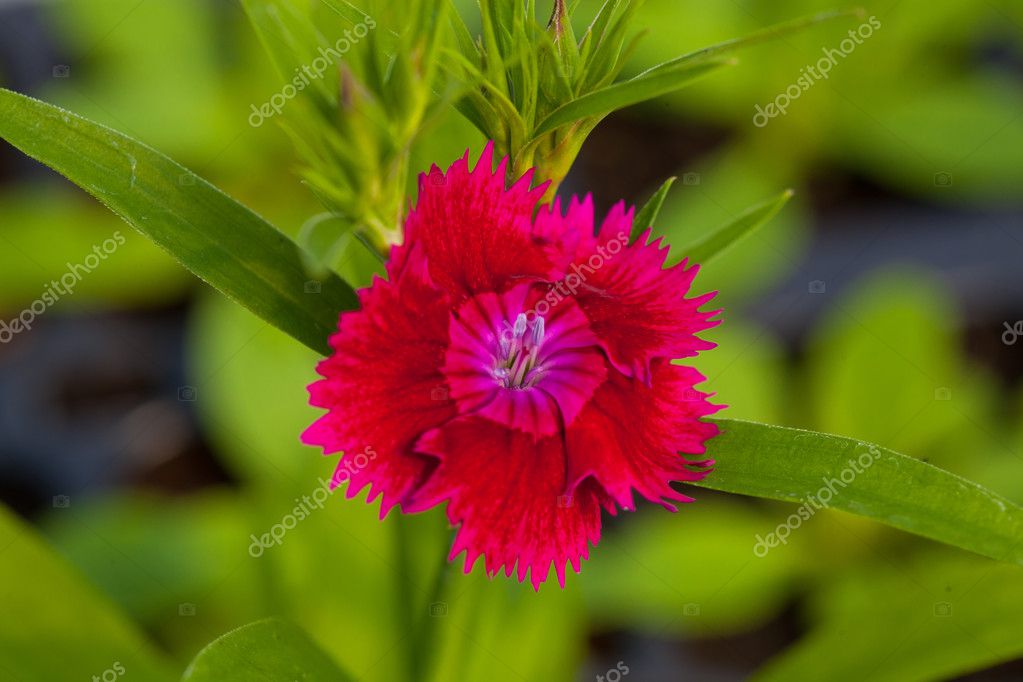 Uma flor cor vermelha no fundo natural verde . fotos, imagens de ©  satyrenko #109215948
