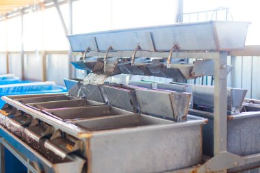 Balık yumurtası çiftliği. Balık çiftlikleri için bebek yumurtaları üreticisi ve tüpleri mersin balığı yumurtası havyar simülasyon dalgaları kuluçkası için ayarlı