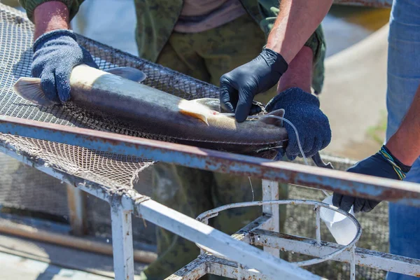 Un trabajador de piscifactoría recolecta esperma de esturión usando equipo especial para producir caviar — Foto de Stock