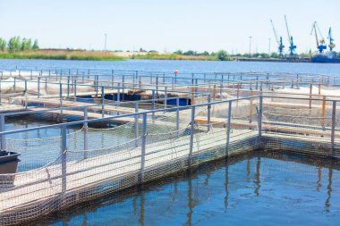 Alabalık ve mersin balıklarının yetiştiği ve havyarın çıkarıldığı bir balık çiftliğinin fotoğrafı.