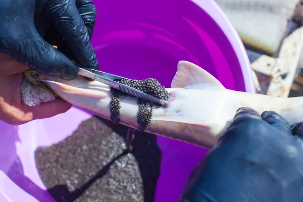 Obtener caviar de esturión preservando la vida de los productores de una piscifactoría — Foto de Stock