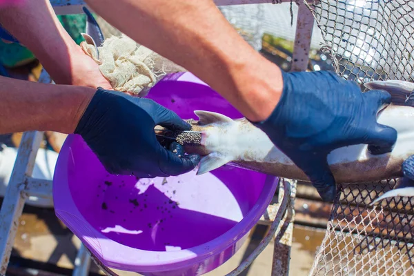 Obtener caviar de esturión preservando la vida de los productores de una piscifactoría — Foto de Stock