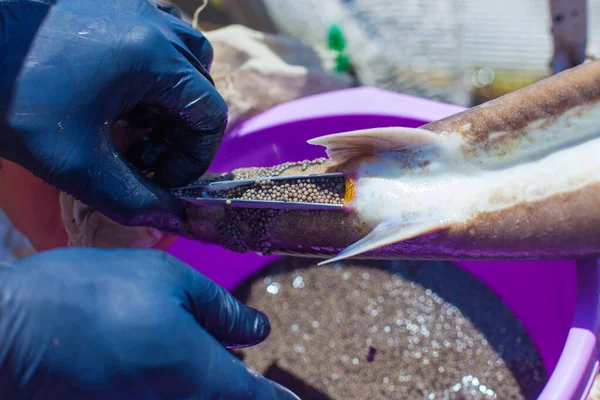 Trabajadores de piscifactorías extraen caviar de esturión de un pez adulto con extractores que preservan la vida de los productores — Foto de Stock