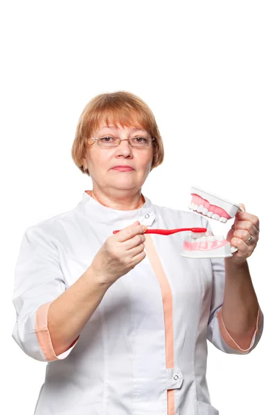 Zahnarzt mit Prothese zur Demonstration — Stockfoto