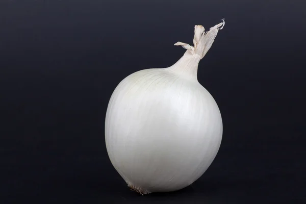 white onion on a black background