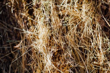 Dokular saman rengine yakın. Çiftlik hayvanları ve inşaat malzemeleri için yem.