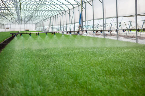 Greenhouse watering system in action — Stock Photo, Image