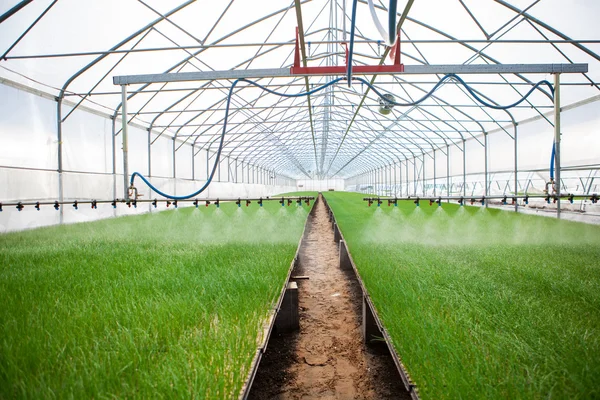 Greenhouse watering system in action — Stock Photo, Image