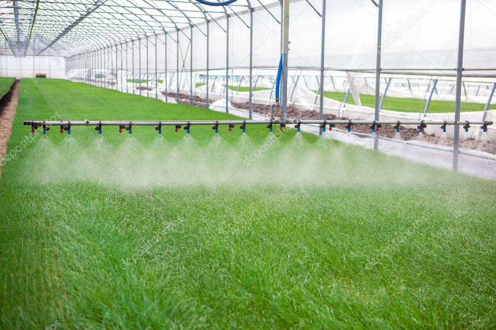 Greenhouse watering system in action Stock Photo by ©satyrenko 71717609