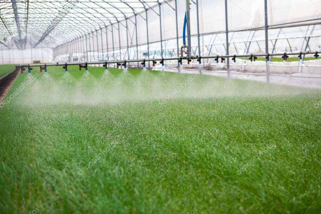 Greenhouse watering system in action