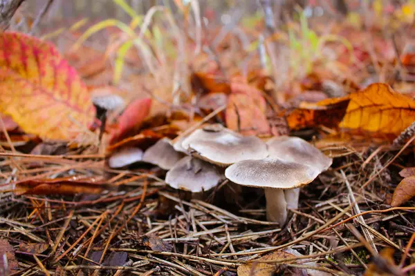 Edible mushrooms in the woods