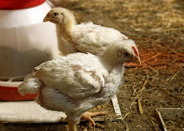 Ayam-ayam dewasa  . Stok Foto Bebas Royalti