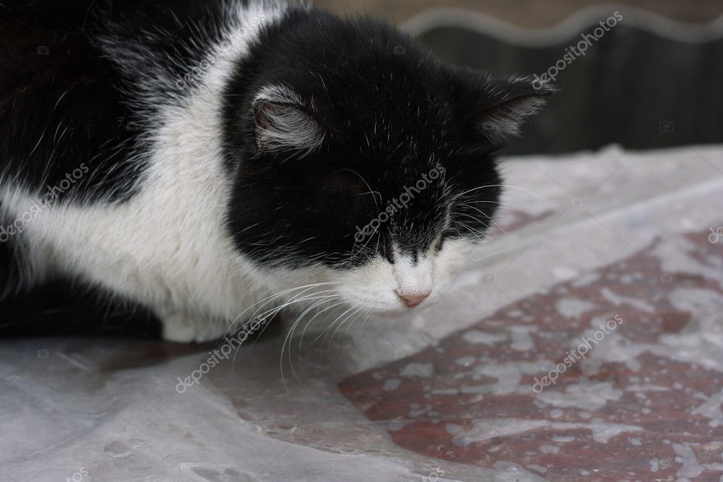 Chat Endormi Image Libre De Droit Par Ozii45 C Chat Endormi Image Libre De Droit Par Ozii45 C