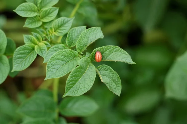 Colorado potato beetle on a leaf.