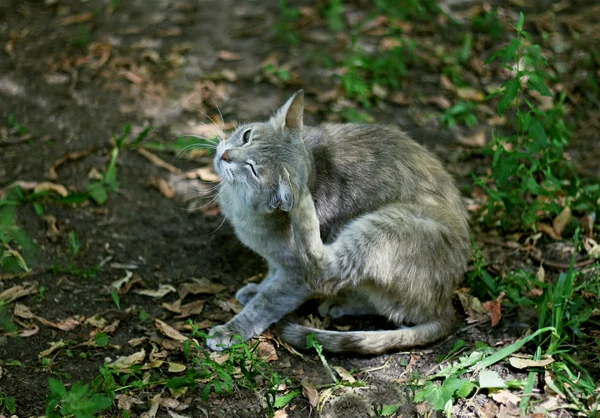 Кот Чешется Фото