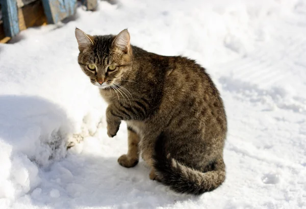 Chat Gris Foncé Marche Sur Neige Profonde Blanche Fraîche