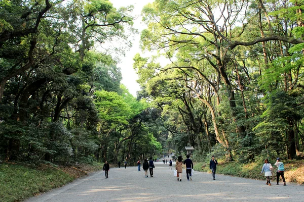 Park dev ağaçları ile