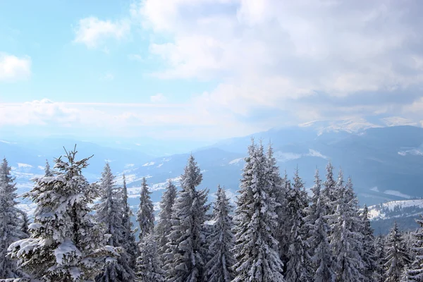 Treetops — Stock Photo, Image