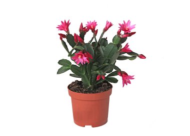 çiçek Oda zygocactus truncatus Noel kaktüs