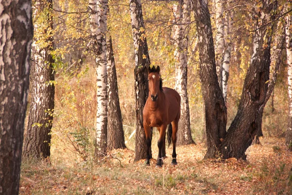 Calmo cavallo aggraziato è in un boschetto — Foto Stock