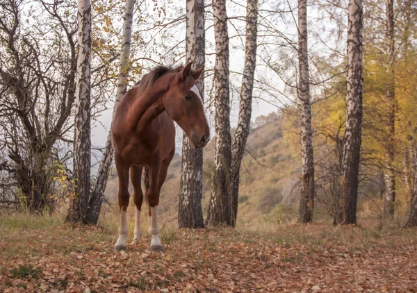 Calmo cavallo aggraziato è in un boschetto — Foto Stock