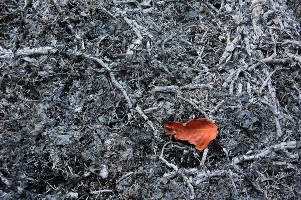 Arka plan külleri. Kopya alanı Brown yaprak ile.