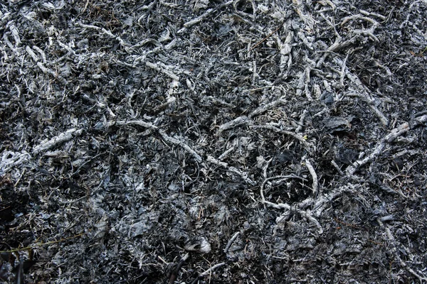 Arka plan külleri. Kopya alanı.