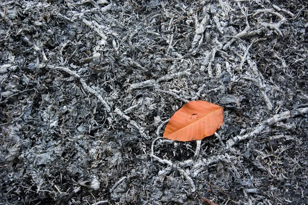 Arka plan külleri. Kopya alanı Brown yaprak ile.