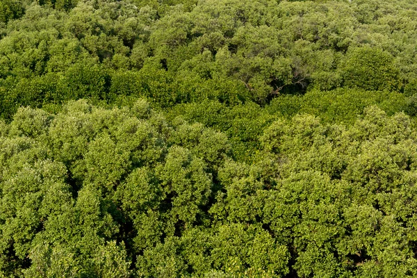 Aerial view of mangrove forest Stock Photo